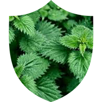 Stinging Nettle