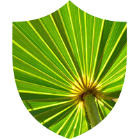 Saw Palmetto